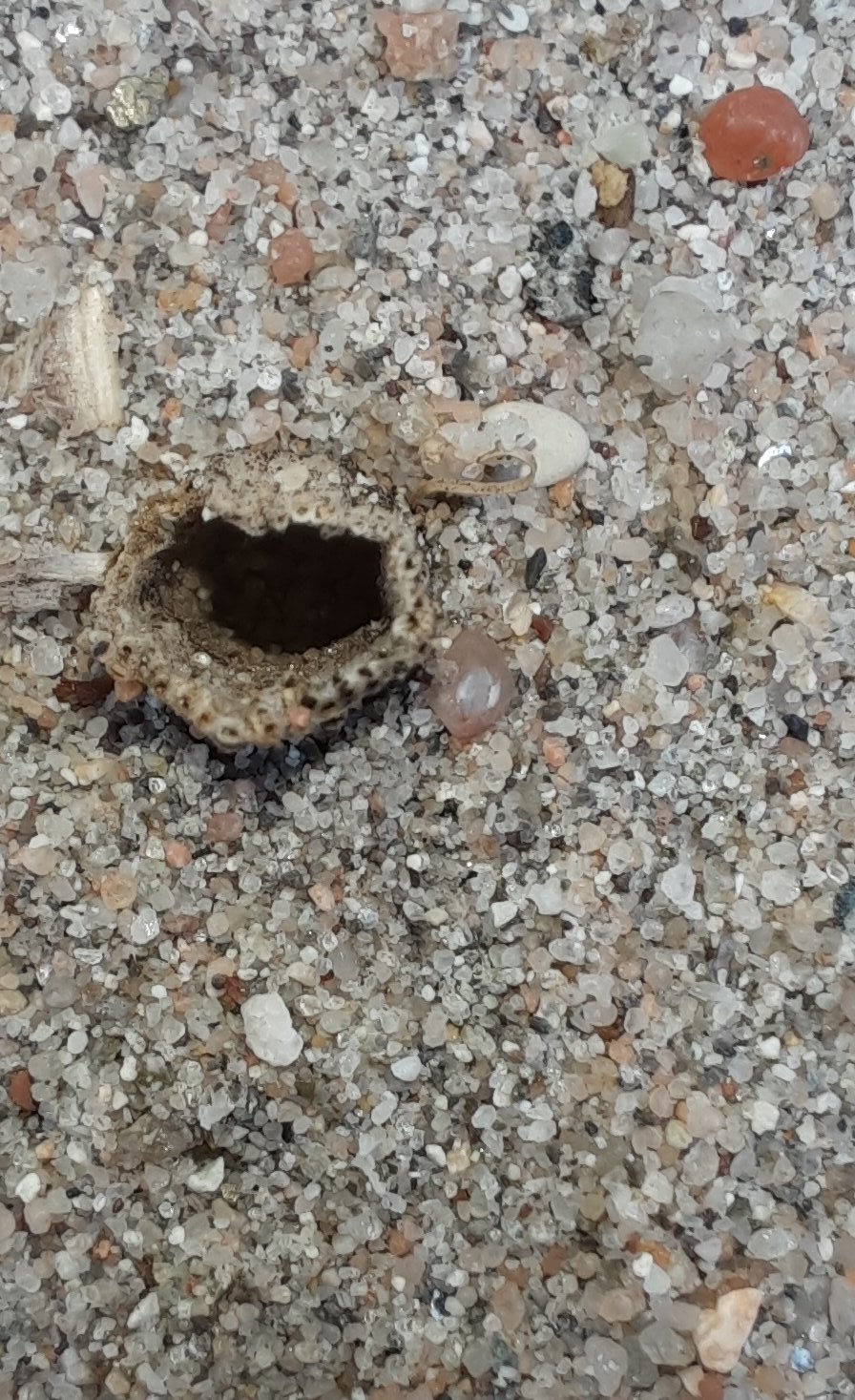 Loch, mit Pflanzenfasern ausgekleidet im Sand