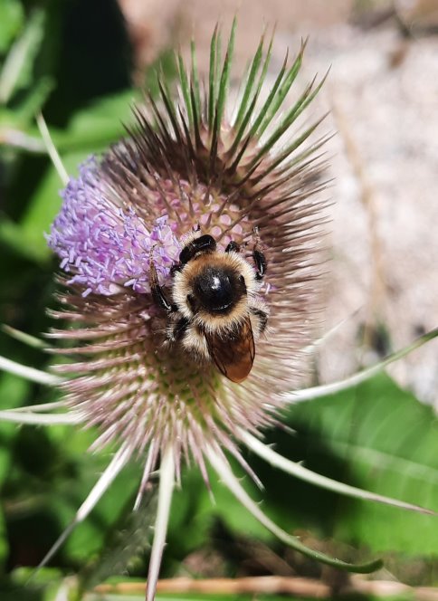 Wildbiene auf Karden-Blüte